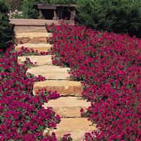Tidal Wave® Cherry Spreading Petunia Commercial Landscape 3