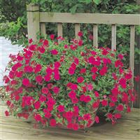 Tidal Wave® Cherry Spreading Petunia Container