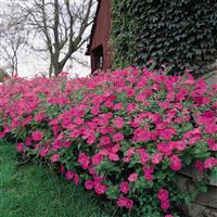 Tidal Wave® Hot Pink Spreading Petunia Commercial Landscape 1