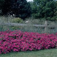 Tidal Wave® Hot Pink Spreading Petunia Commercial Landscape 2