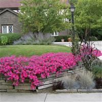 Tidal Wave® Hot Pink Spreading Petunia Commercial Landscape 3