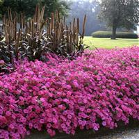 Tidal Wave® Hot Pink Spreading Petunia Commercial Landscape 4
