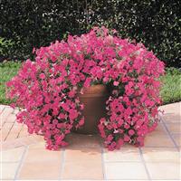 Tidal Wave® Hot Pink Spreading Petunia Container