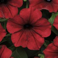 Tidal Wave® Red Velour Spreading Petunia Bloom