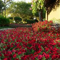Tidal Wave® Red Velour Spreading Petunia Commercial Landscape 1
