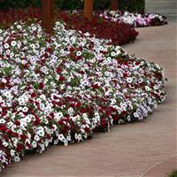 Tidal Wave® Red Velour Spreading Petunia Commercial Landscape 2