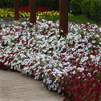 Tidal Wave® Red Velour Spreading Petunia Commercial Landscape 3
