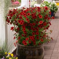 Tidal Wave® Red Velour Spreading Petunia Container