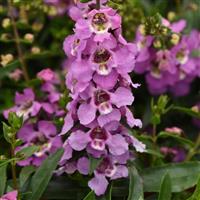 Serenita® Lavender Angelonia Bloom