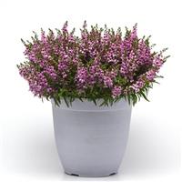 Serenita® Lavender Angelonia Container