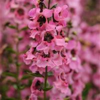 Serenita® Pink Angelonia Bloom