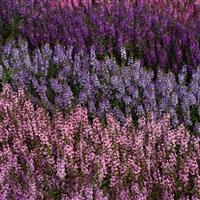 Serenita® Pink Angelonia Commercial Landscape 1