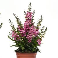 Serenita® Pink Angelonia Container