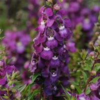 Serenita® Purple Angelonia Bloom