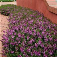 Serenita® Purple Angelonia Commercial Landscape 1