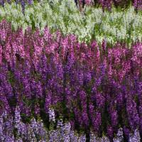 Serenita® Purple Angelonia Landscape