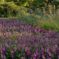 Serenita® Raspberry Angelonia Commercial Landscape 1