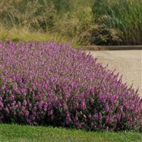 Serenita® Raspberry Angelonia Landscape