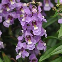 Serenita® Sky Blue Angelonia Bloom