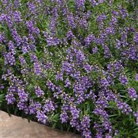 Serenita® Sky Blue Angelonia Commercial Landscape 1