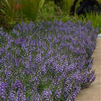 Serenita® Sky Blue Angelonia Landscape