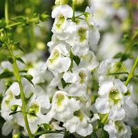 Serenita® White Angelonia Bloom