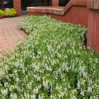 Serenita® White Angelonia Landscape