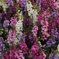 Serenita® Mixture Angelonia Bloom