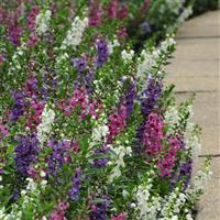 Serenita® Mixture Angelonia Commercial Landscape 1