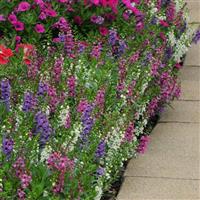 Serenita® Mixture Angelonia Landscape