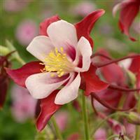 Aquilegia Swan Red And White Bloom