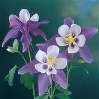 Aquilegia Swan Violet And White Bloom