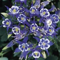 Aquilegia Winky Single Blue-White Bloom