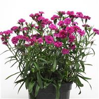 Dynasty Orchid Dianthus Container