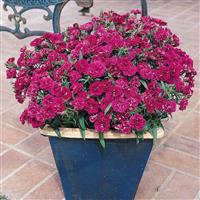 Dynasty Purple Dianthus Container