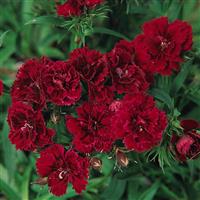 Dynasty Red Dianthus Bloom