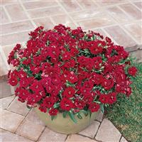 Dynasty Red Dianthus Container