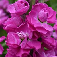 Tosca Rose Matthiola Bloom