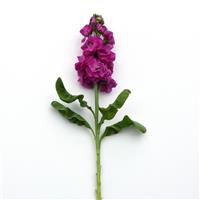 Tosca Rose Matthiola Single Stem, White Background