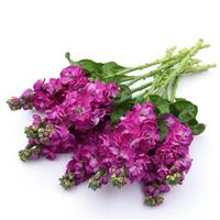 Tosca Rose Matthiola Grower Bunch