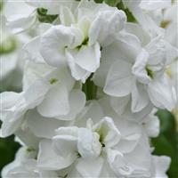 Tosca White Matthiola Bloom