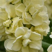 Tosca Yellow Matthiola Bloom