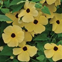 Susie™ Yellow With Eye Thunbergia Bloom