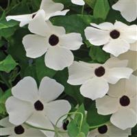Susie™ White with Eye Thunbergia Bloom