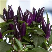 Salsa XP Purple Ornamental Pepper Bloom