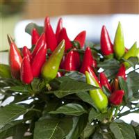 Salsa XP Red Ornamental Pepper Bloom