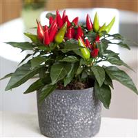 Salsa XP Red Ornamental Pepper Container