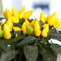 Salsa XP Yellow Ornamental Pepper Bloom