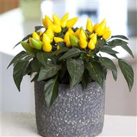 Salsa XP Yellow Ornamental Pepper Container
