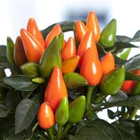 Salsa XP Dark Orange Ornamental Pepper Bloom
